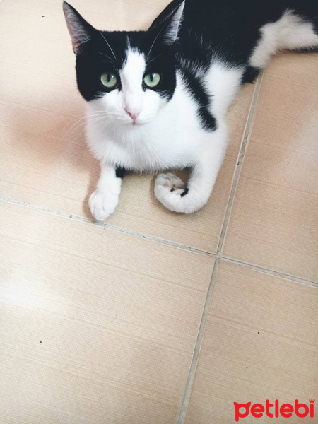Tekir Kedi, Kedi  Peti fotoğrafı