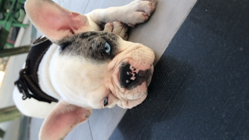 Fransız Bulldog, Köpek  Rıfkı fotoğrafı