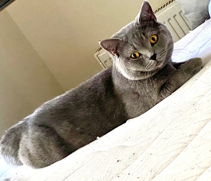 British Shorthair, Kedi  Balbazar fotoğrafı