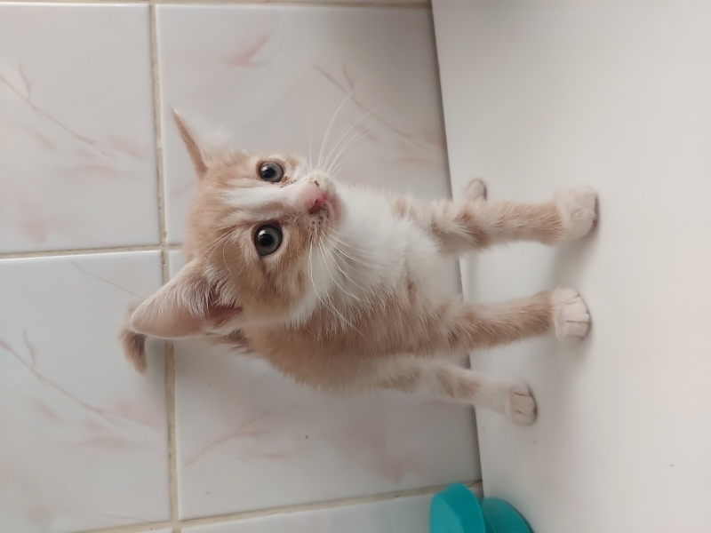 Ankara Kedisi, Kedi  Yok fotoğrafı