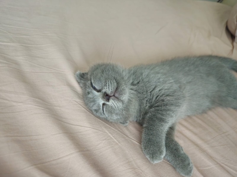 Scottish Fold, Kedi  Leo fotoğrafı
