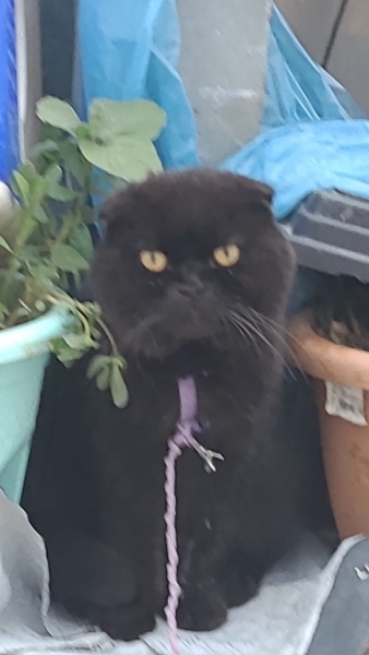 Scottish Fold, Kedi  Karabiber fotoğrafı