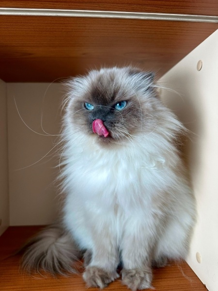 British Longhair, Kedi  Pera fotoğrafı