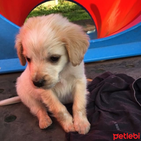 Golden Retriever, Köpek  Babi fotoğrafı