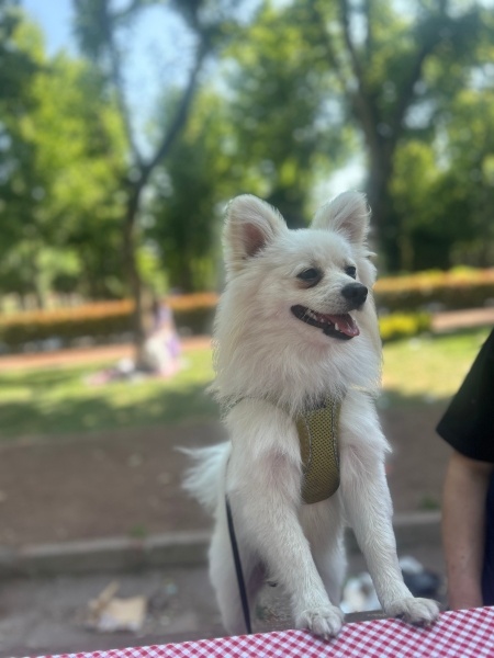 Pomeranyalı, Köpek  Leo fotoğrafı