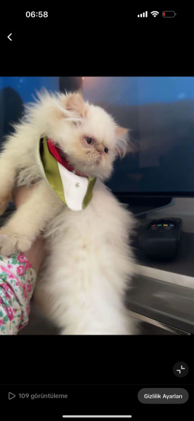 İran Kedisi (Persian), Kedi  Alcapone fotoğrafı