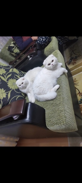 Scottish Fold, Kedi  Neli pamuk fotoğrafı