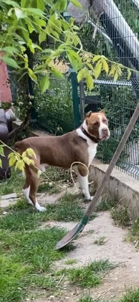 Amerikan Staffordshire Terrier, Köpek  Rocky fotoğrafı