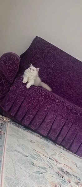 British Longhair, Kedi  Pipo fotoğrafı