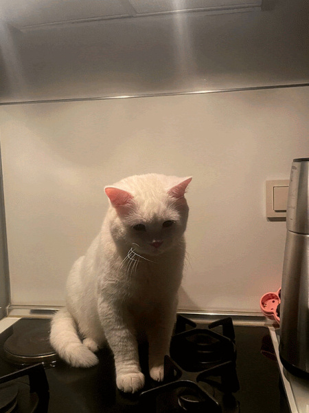 British Shorthair, Kedi  Paşa fotoğrafı