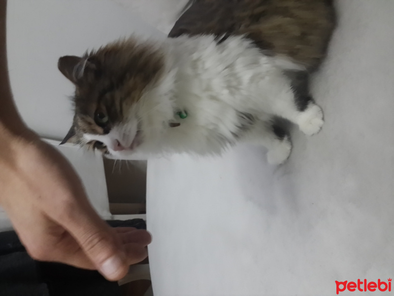 Soke, Kedi  Kırpık fotoğrafı