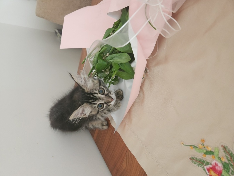 Tekir Kedi, Kedi  Boncuk fotoğrafı