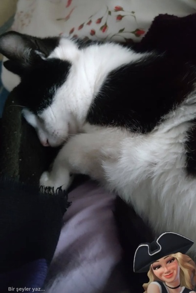 Tuxedo (Smokin) Kedi, Kedi  Etipuf fotoğrafı