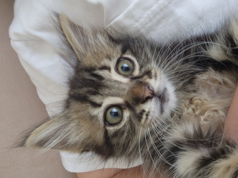 Tekir Kedi, Kedi  Boncuk fotoğrafı