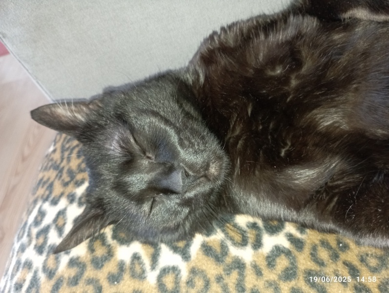 Tekir Kedi, Kedi  Karaoğlan fotoğrafı