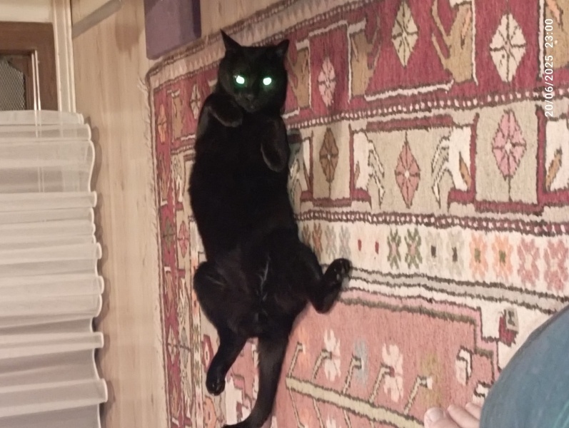 Tekir Kedi, Kedi  Karaoğlan fotoğrafı