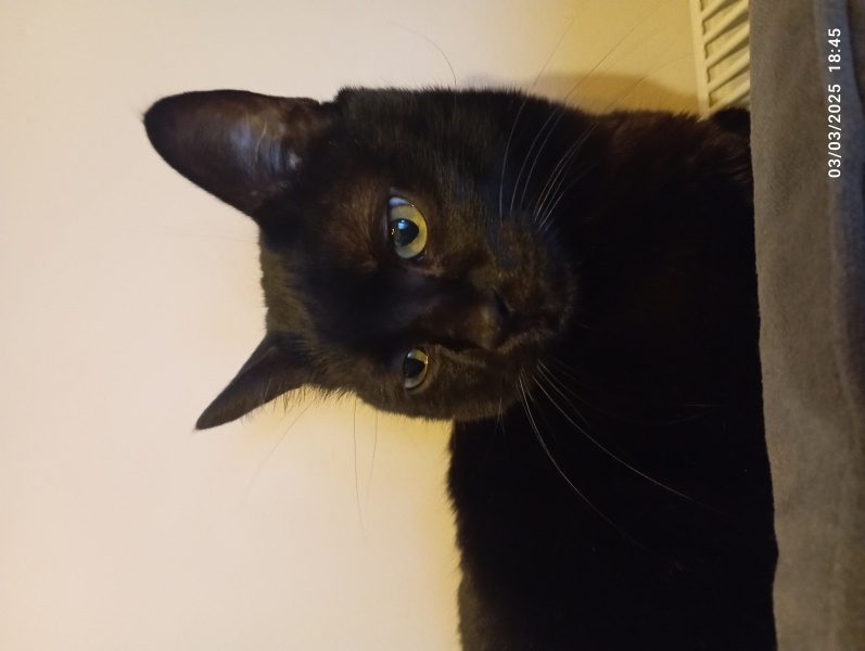 Tekir Kedi, Kedi  Karaoğlan fotoğrafı