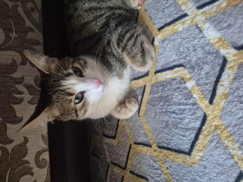 Tekir Kedi, Kedi  Minnak fotoğrafı