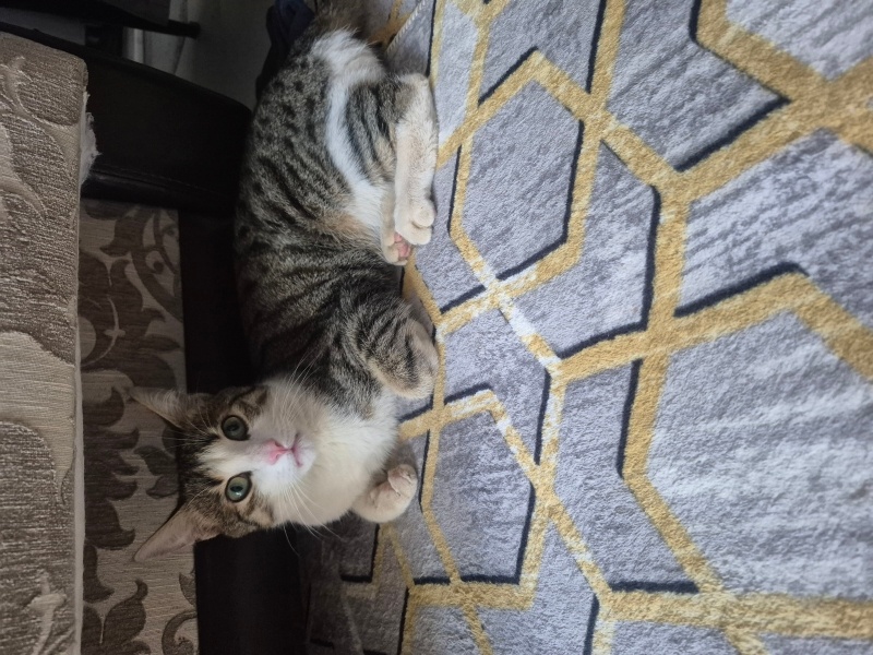 Tekir Kedi, Kedi  Minnak fotoğrafı