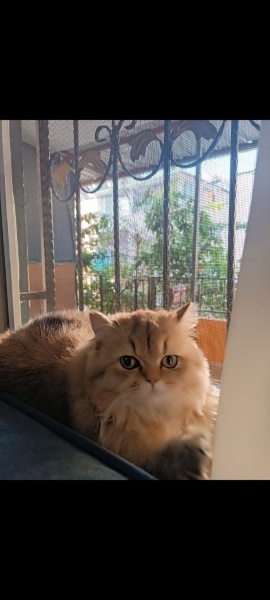 British Longhair, Kedi  Karamel fotoğrafı