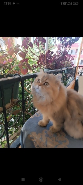 British Longhair, Kedi  Karamel fotoğrafı