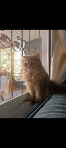 British Longhair, Kedi  Karamel fotoğrafı