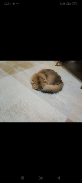 British Longhair, Kedi  Karamel fotoğrafı