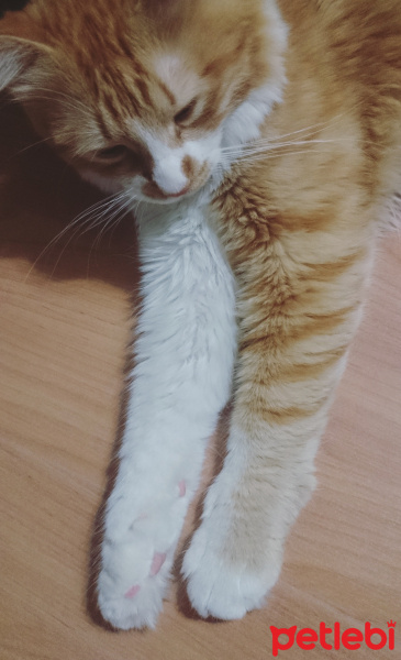 Laperm, Kedi  Tarçın fotoğrafı