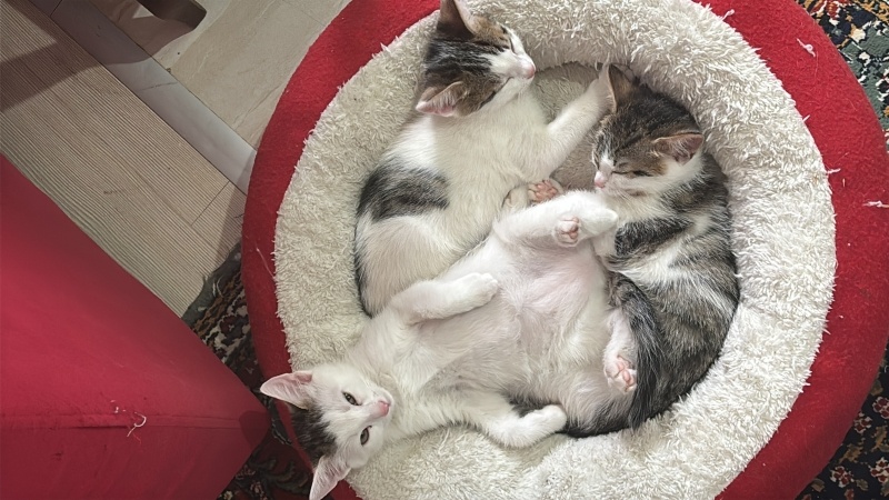 Tekir Kedi, Kedi  Korkak fotoğrafı