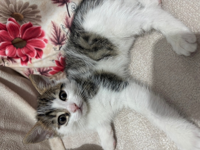 Tekir Kedi, Kedi  Korkak fotoğrafı