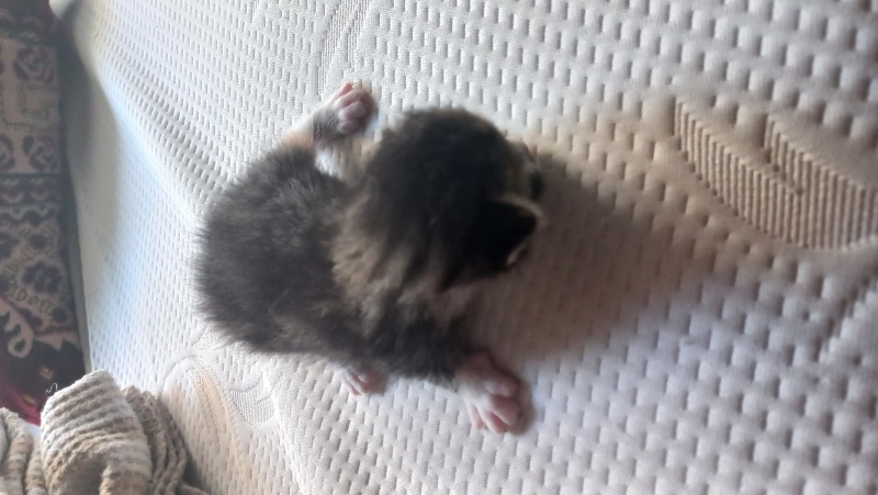 Tekir Kedi, Kedi  Pamuk fotoğrafı