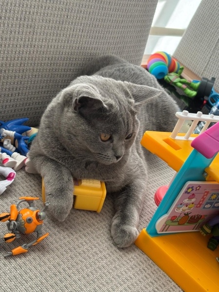 British Shorthair, Kedi  Bihter fotoğrafı