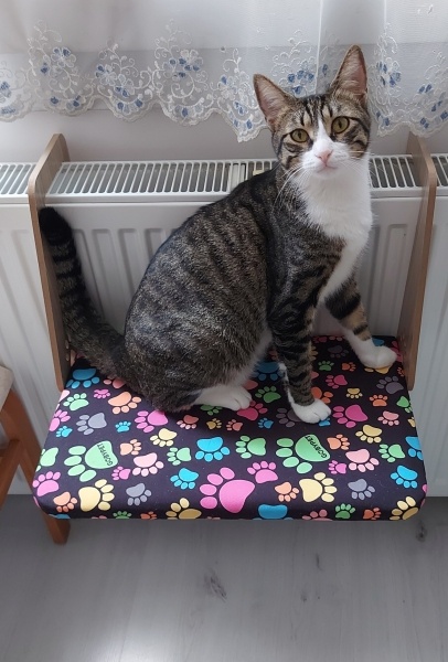 Tekir Kedi, Kedi  Mini fotoğrafı