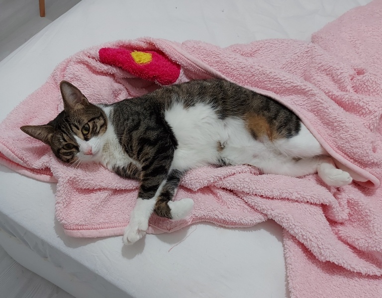 Tekir Kedi, Kedi  Mini fotoğrafı