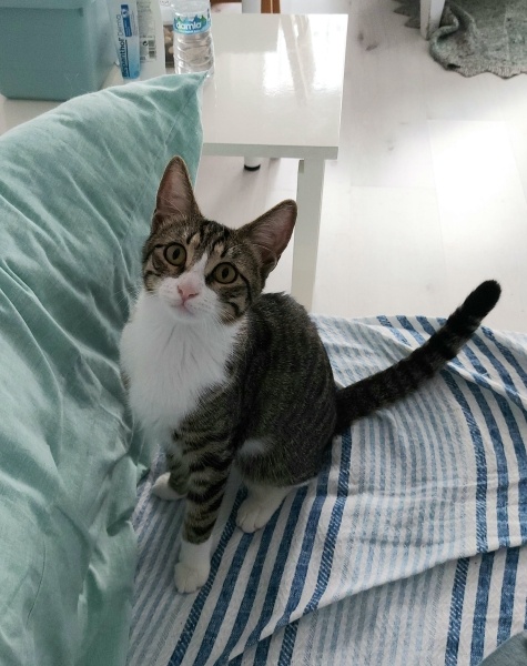 Tekir Kedi, Kedi  Mini fotoğrafı