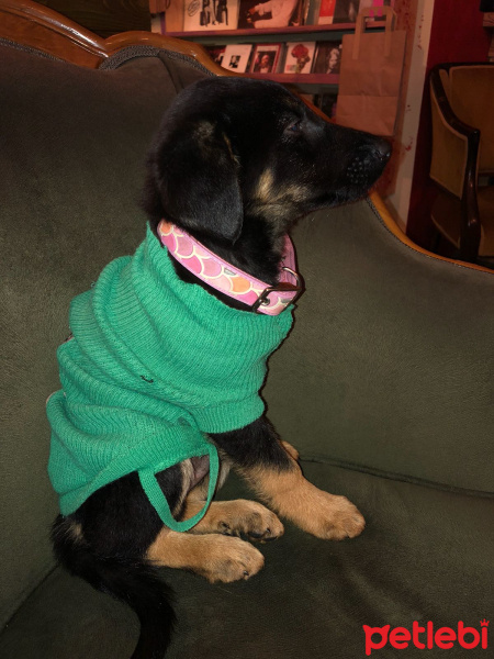 Sokö (Sokak Köpeği), Köpek  Pan fotoğrafı