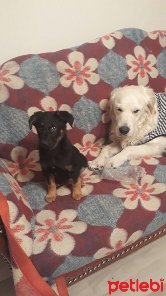 Sokö (Sokak Köpeği), Köpek  Pan fotoğrafı