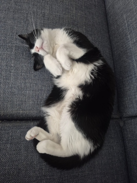 Tekir Kedi, Kedi  MİO fotoğrafı