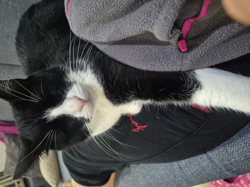 Tekir Kedi, Kedi  MİO fotoğrafı