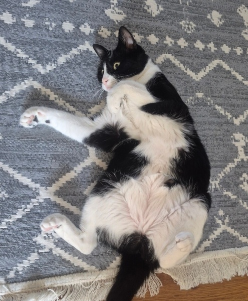 Tekir Kedi, Kedi  MİO fotoğrafı