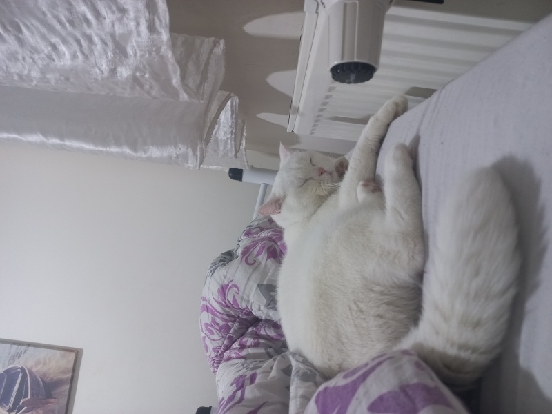 British Shorthair, Kedi  Pamuk fotoğrafı