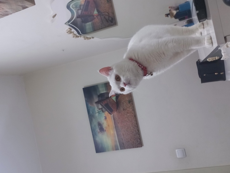 British Shorthair, Kedi  Pamuk fotoğrafı