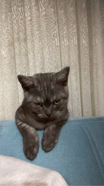 British Shorthair, Kedi  Bulut fotoğrafı