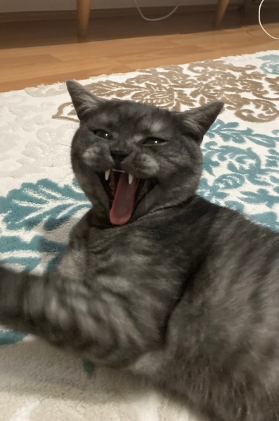 British Shorthair, Kedi  Bulut fotoğrafı