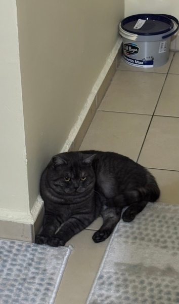 British Shorthair, Kedi  Bulut fotoğrafı