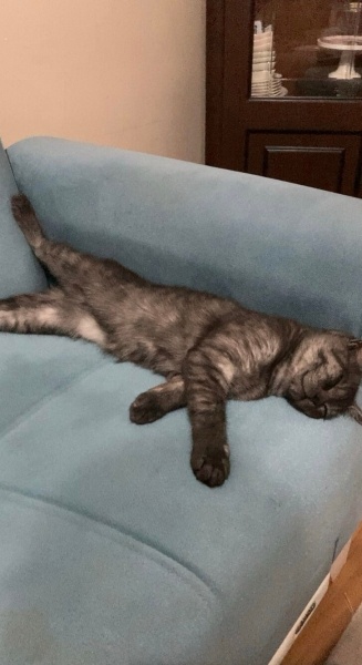 British Shorthair, Kedi  Bulut fotoğrafı