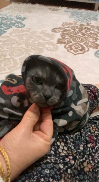 British Shorthair, Kedi  Bulut fotoğrafı
