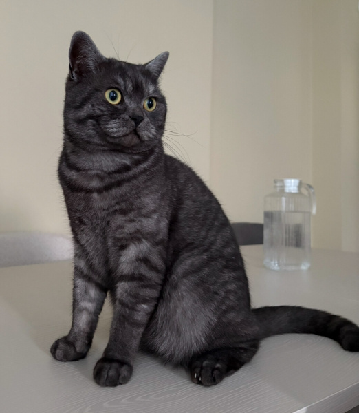 British Shorthair, Kedi  Bulut fotoğrafı