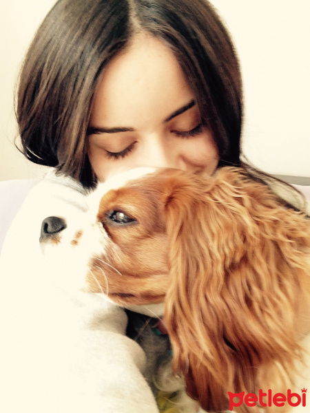 Cavalier King Charles Spanieli, Köpek  Odie fotoğrafı