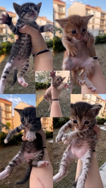 Tekir Kedi, Kedi  Adı yok henüz fotoğrafı